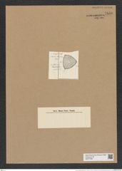 Ditylum brightwellii (West) Grun. (de-Toni-Nr.: Genus 165, Species 4281) Zeichnungen Sammlung Grunow Nr. 7840 (NHMW-BOT-W0377086)